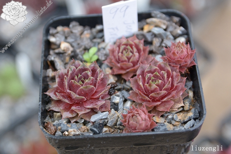 Jungle Fires | Sempervivum-Liste